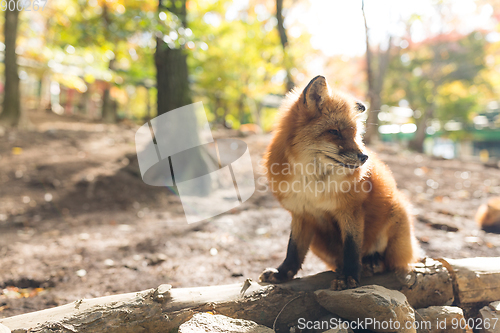 Image of Fox