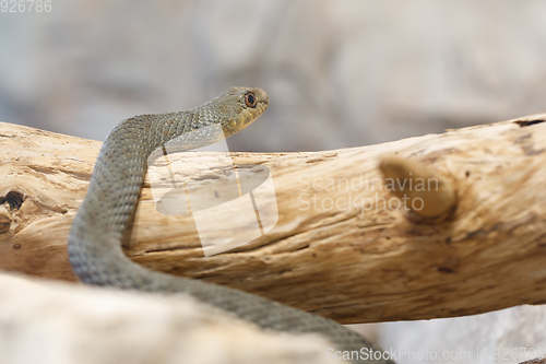 Image of Montpellier snake (Malpolon insignitus)