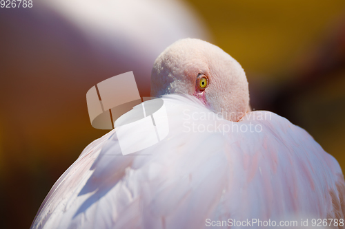 Image of bird Rose flamingo (Phoenicopterus roseus)