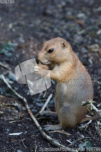 Image of Black-tailed prairie dogs (Cynomys ludovicianus)