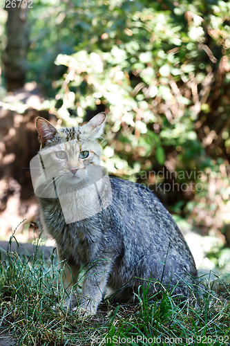 Image of portrait of wildcat (Felis silvestris)