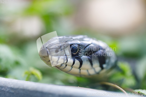 Image of grass snake (Natrix natrix) close up