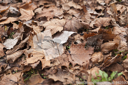 Image of dry maple leaves