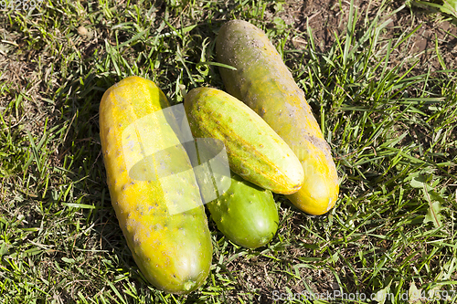 Image of Harvest a fruit garden