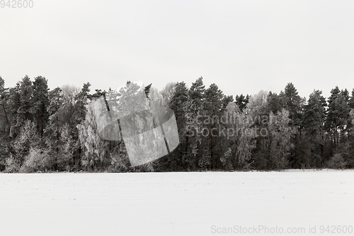 Image of Winter time, close-up