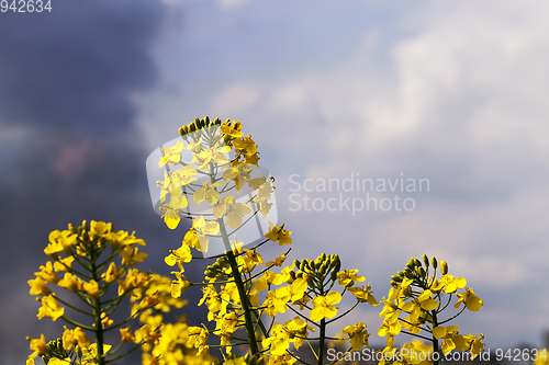 Image of Yellow rape flower