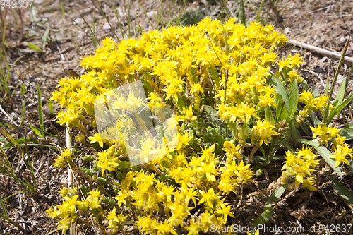 Image of Tutsan , close up