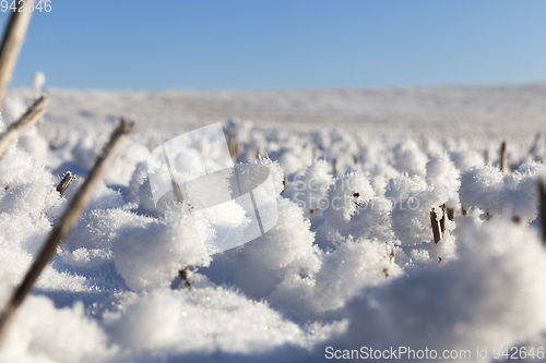 Image of Field in the snow