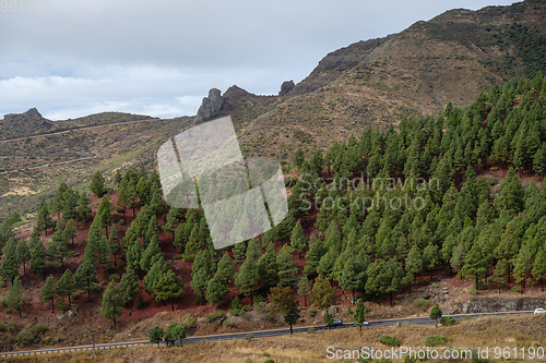 Image of cactus plants on tenerife island