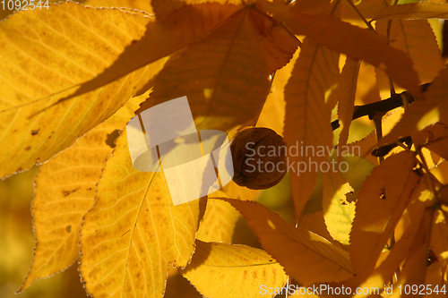 Image of Autumn leaves
