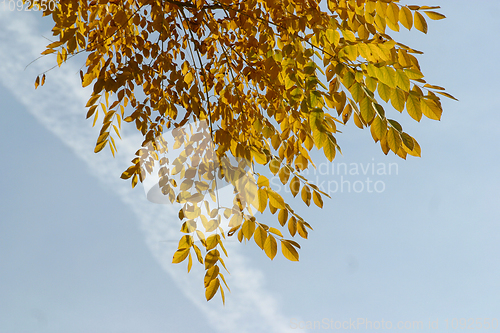 Image of Autumn leaves