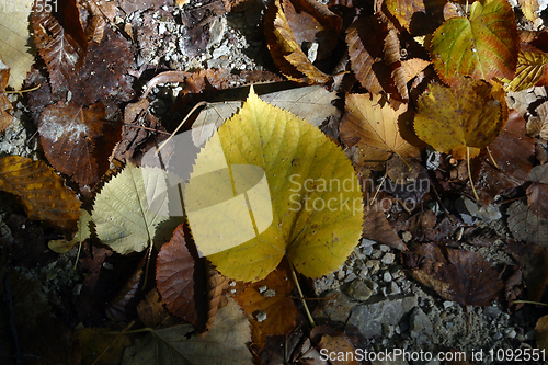 Image of Autumn leaves