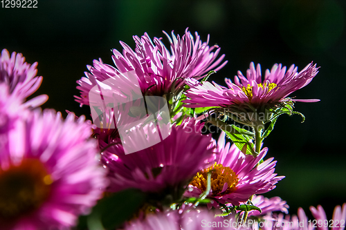 Image of Pink aster flowers bouquet on dark background.