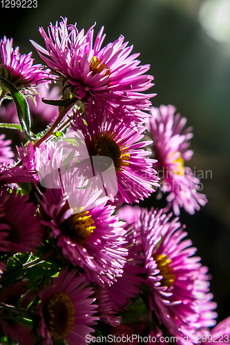 Image of Pink aster flowers bouquet on dark background.