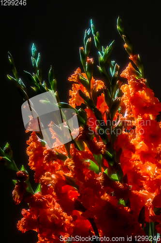 Image of Red gladiolus flowers on black background.