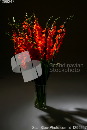 Image of Red gladiolus flowers in vase on dark background.