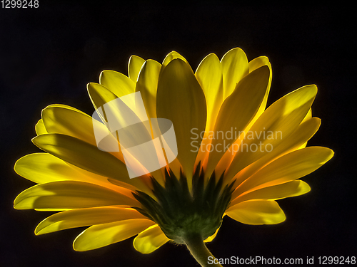 Image of Yellow gerbera on black background.