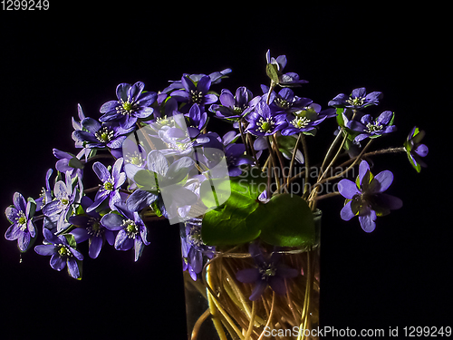 Image of Blue anemone flowers in glass on black background.