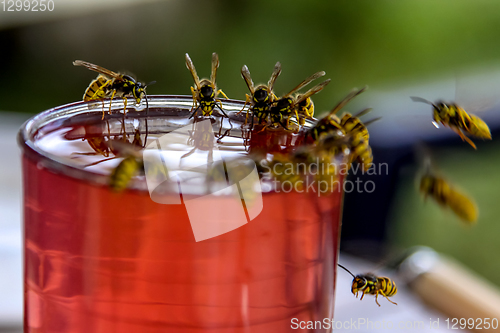 Image of Wasps feast. Wasps on the glass of sweet drink