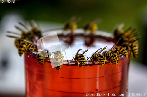 Image of Wasps feast. Wasps on the glass of sweet drink