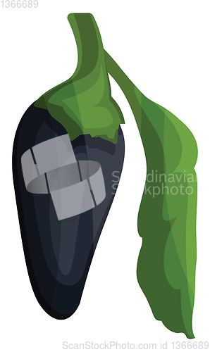 Image of Dark blue chilli pepper with green leaf vector illustration of v