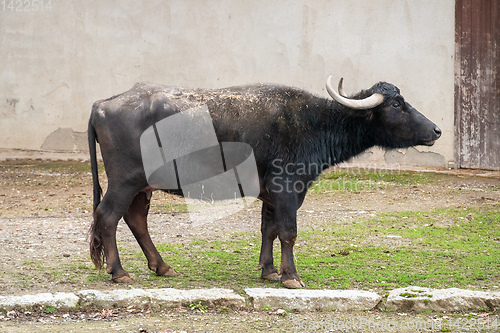 Image of black cow at a wall