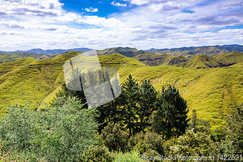 Image of typical rural landscape in New Zealand