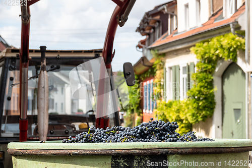 Image of red grapes in a bin harvest