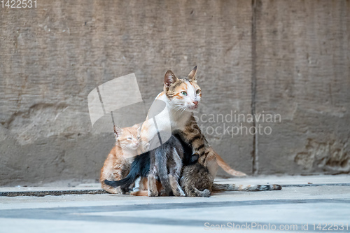 Image of cats of Cairo