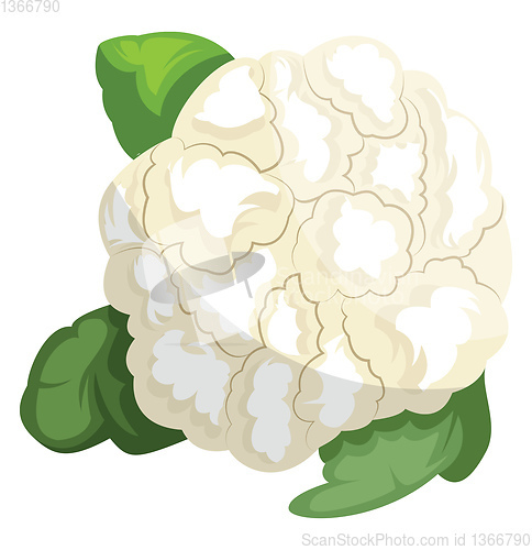 Image of White cauliflower with green leafsvector illustration of vegetab