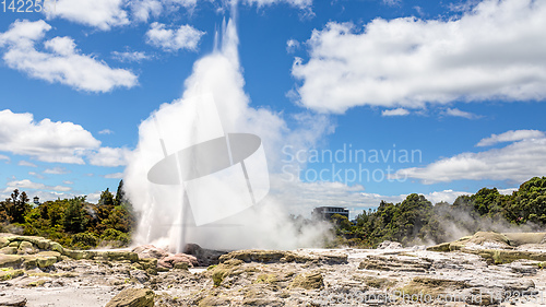 Image of Geyser in New Zealand Rotorua