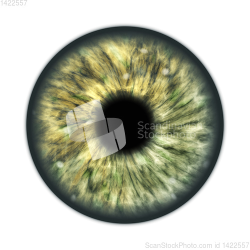 Image of dark green brown human iris