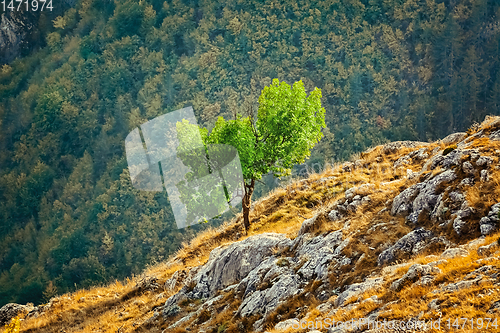 Image of Tree on the Slopre of Rhodopes Mountains