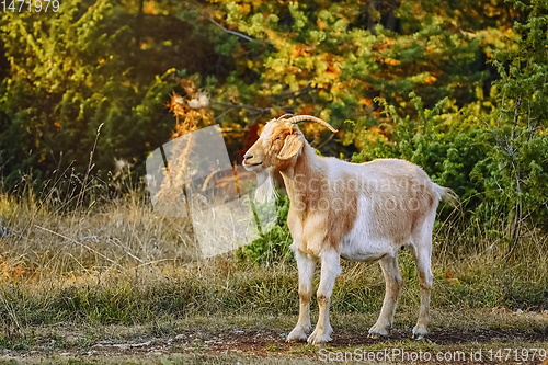 Image of Goat with Horns