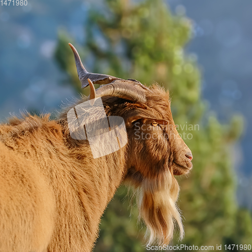 Image of Portrait of Goat with Horns