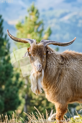 Image of Portrait of Goat with Horns