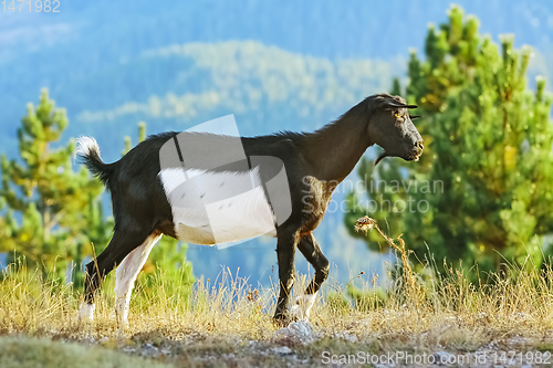 Image of Goat without Horns