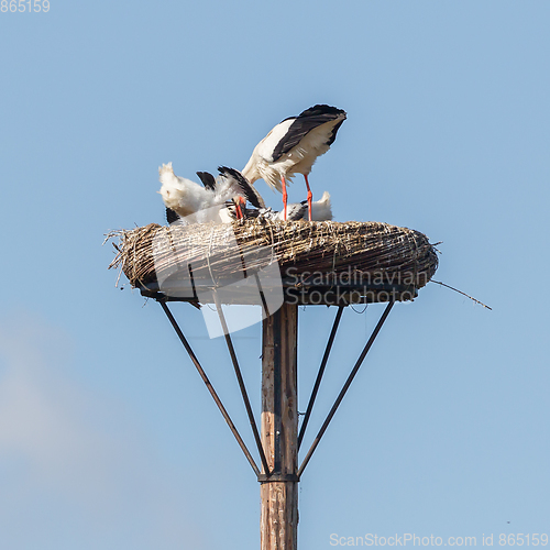 Image of White stork sitting on a nest