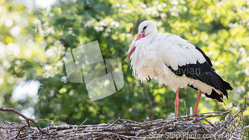 Image of White stork sitting on a nest