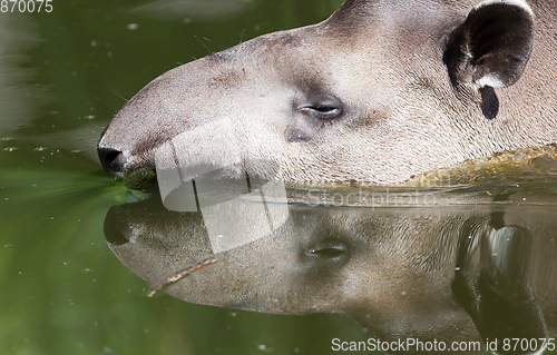 Image of Profile portrait of south American tapir in the water