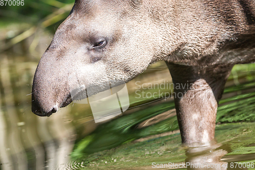 Image of Profile portrait of south American tapir in the water