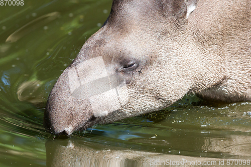 Image of Profile portrait of south American tapir in the water