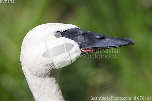 Image of Closeup of a trumpeter swan (cygnet)