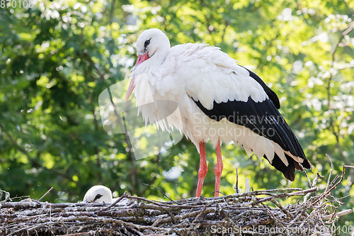 Image of White stork sitting on a nest