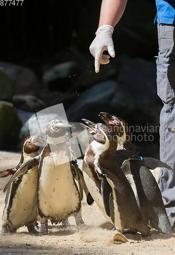 Image of Pinguin is being fed