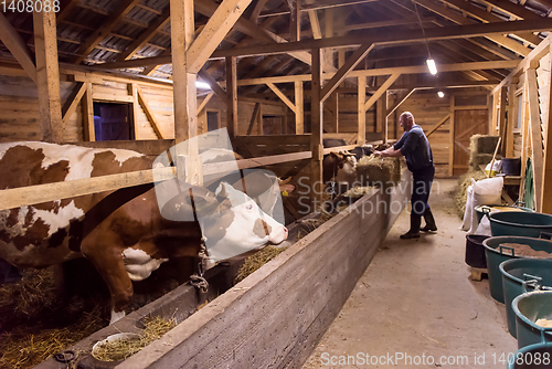 Image of herd of cows eating hay in cowshed on dairy farm