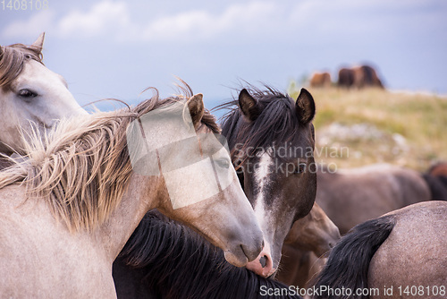 Image of portrait of beautiful wild horses