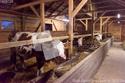 Image of herd of cows eating hay in cowshed on dairy farm