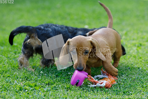 Image of cute female of brown dachshund play with other dog in summer garden, european champion, breeding station, outdoor portrait on green grass