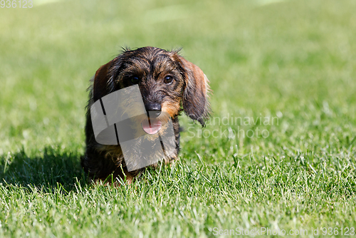 Image of cute female of brown dachshund in summer garden, european champion, breeding station, outdoor portrait on green grass